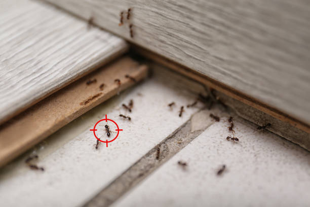 Best Commercial Pest Control Services  in Calcium, NY