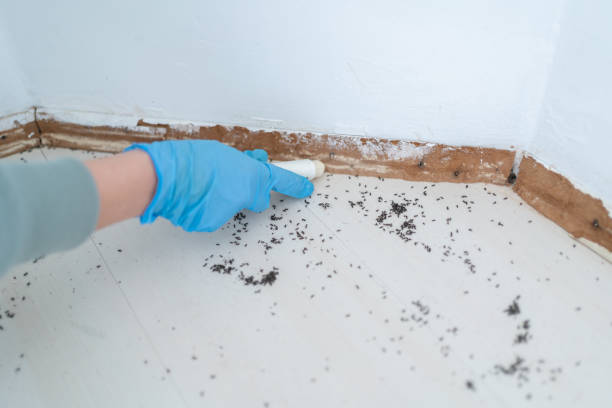 Best Pest Removal Services  in Calcium, NY